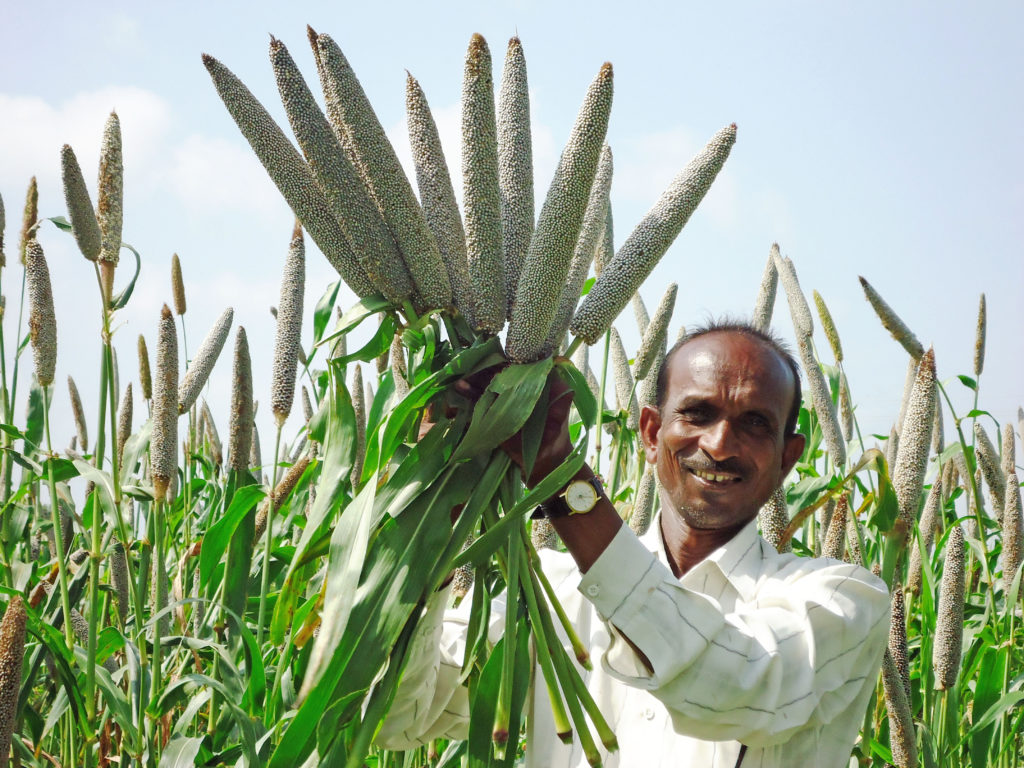 High-iron pearl millet variety, India
