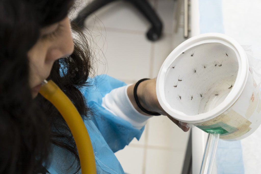 Mosquito Research, Universidad del Valle de Guatemala