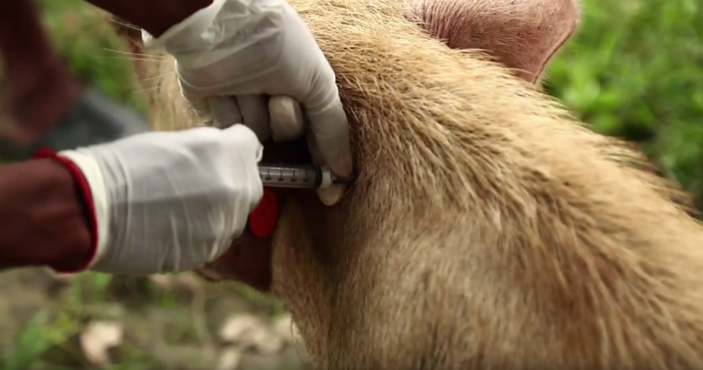 Porcine cysticercosis vaccine being administered
