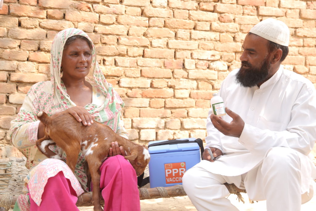 Goat keeper and livestock vaccine administration in India