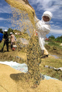 Separating rice in Cebu, the Philippines